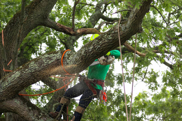 How Our Tree Care Process Works  in  El Cerro Mission, NM